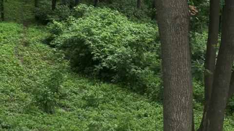 Spring forest with fresh green foliage. Stock Footage 194537778