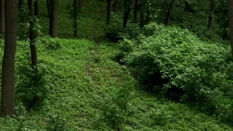 Spring forest with fresh green foliage. Beautiful nature scene. Stock Footage 194537867