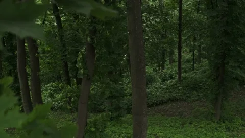 Spring forest with fresh green foliage. Nature scene. Stock Footage 194537883