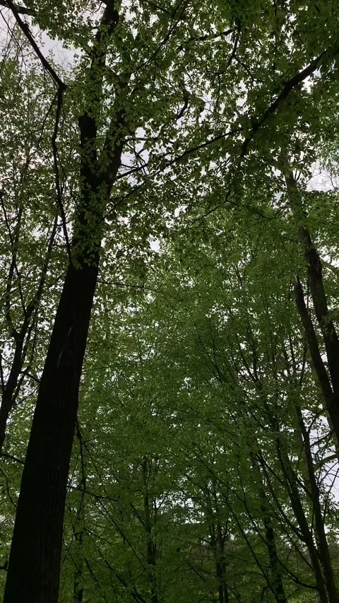Spring Forest with Fresh Green Leaves Stock Footage 308071295