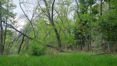 Spring Forest with Fresh Green Trees and Gentle Wind Movement Stock Footage 320161878