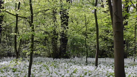 Spring forest with fresh leaves and white blooming flowers Stock Footage 37557964