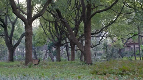 The spring forest is full of life Stock Footage 108978828