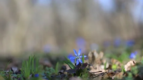 Spring forest glade with blue snowdrop flowers Stock-Footage 125905745