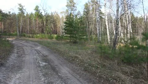 Spring forest glade Stock Footage 10897741