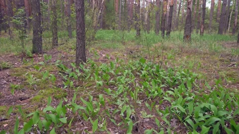 Spring forest, Glade, lilies of the valley, flowers, green background Stock Footage 145694053