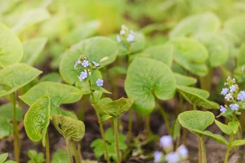 Spring forest glade in small lilac flowers, selective focus Stock-Fotos
