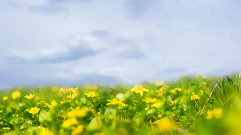 Spring forest glade with wild flowers Stock Footage 259070308