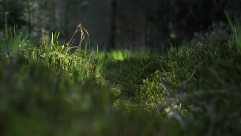 Spring in the forest. Grass and moss are blooming in the morning sun rays Stock Footage 130288098