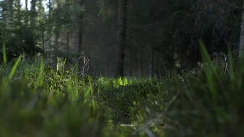 Spring in the forest. Grass and moss are blooming in the morning sun Stock Footage 130288154