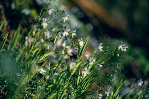 Spring Forest Grass And Wild White Flowers Stock Photos