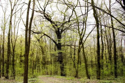 Spring forest. green fresh spring forest with trees with young green leaves Stock Photos
