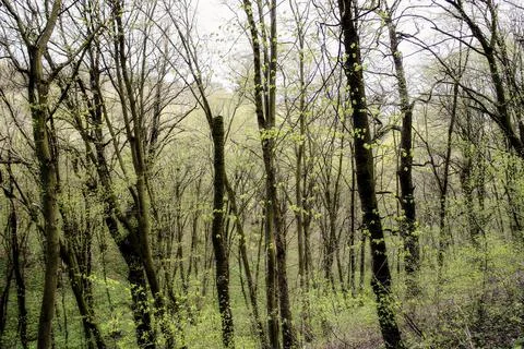Spring forest. green fresh spring forest with trees with young green leaves Stock Photos