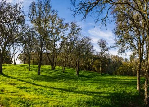 Spring Forest with Green Grass Fotos de archivo