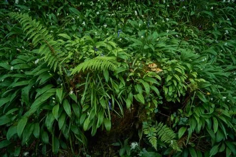 Spring forest green ground 库存照片