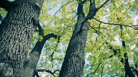 Spring forest green in sunlight. Tree and sun Stock Footage 250437290