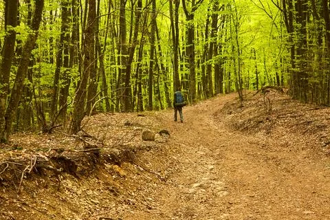 Spring Forest with Green Trees and Hiker on Pathway Stock Photos