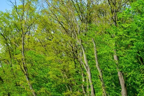 Spring forest, green trees, landscape Stock Photos