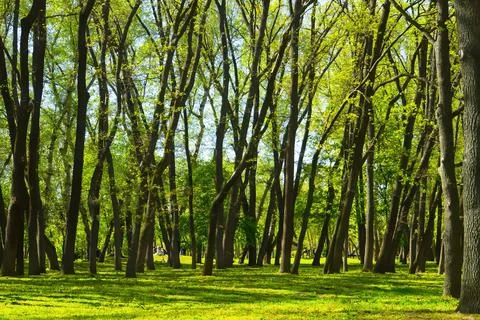 Spring forest, green trees, landscape Stock Photos