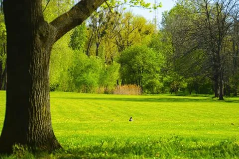 Spring forest, green trees, landscape Stock Photos