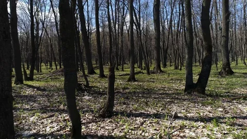 Spring forest, green trees, shooting from a drone Stock Footage 129455631