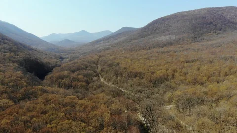 Spring forest from a height. Stock Footage 124756442