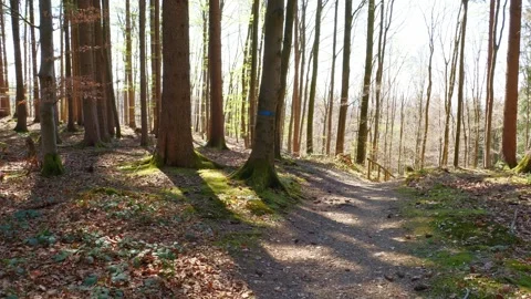 Spring Forest Hiking in Bavaria with First Green Leaves and Sunlight Through Stock Footage 309013312