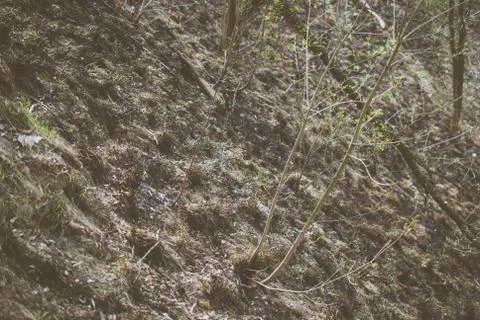 Spring forest on the hill covered with grass burned (burnt). Contemporary eco Stock Photos