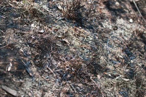Spring forest on the hill covered with grass burned (burnt). Contemporary eco Foto stock