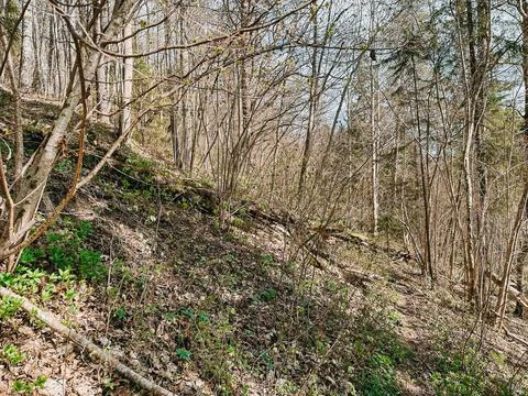 Spring Forest Hillside with Trail and Fresh Undergrowth Photos