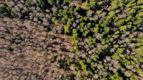 Spring forest illuminated by the sun. Stock Photos