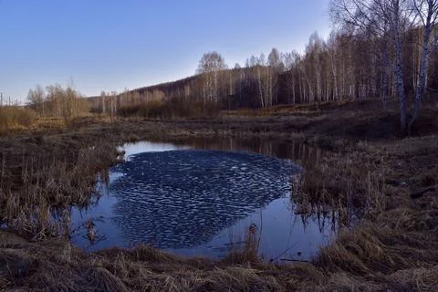 Spring forest lake with a round melting ice floe in the middle. Spring in the Stock Photos