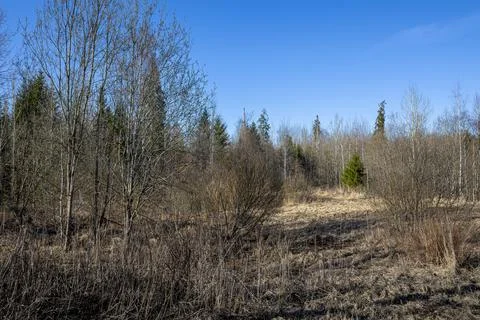 Spring forest landscape with bare trees against a blue sky Stock Photos