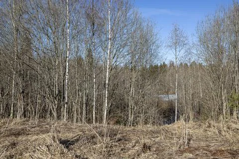 Spring forest landscape with bare trees against a blue sky Stock Photos