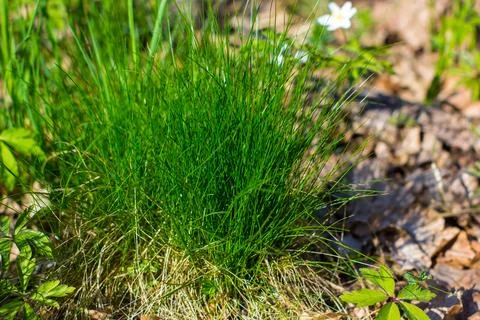 Spring forest landscape with fresh grass and windflowers outdoors Stock Photos