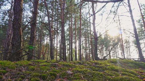 Spring Forest. Landscape in motion Stock Footage 107847522