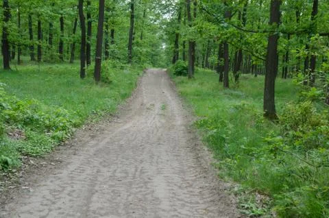 Spring forest landscape with path and Oak trees Stock Photos