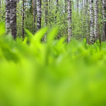 Spring forest landscape Stock Photos