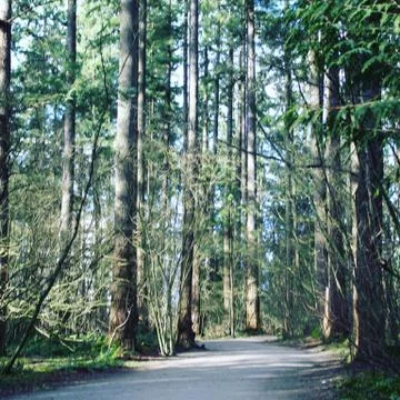 Spring forest landscape Stock Photos