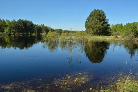 Spring forest landscape. Stock Photos