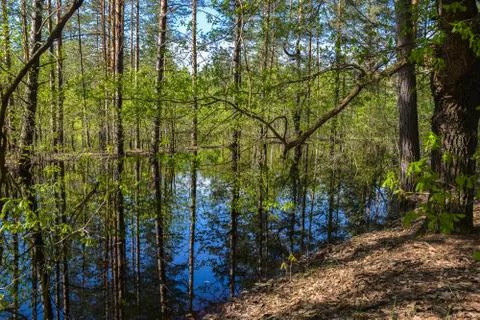 Spring forest landscape. Stock Photos