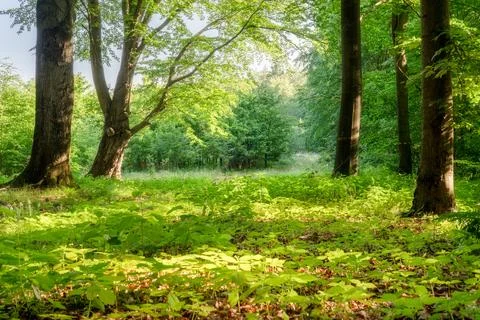Spring forest landscape Stock Photos