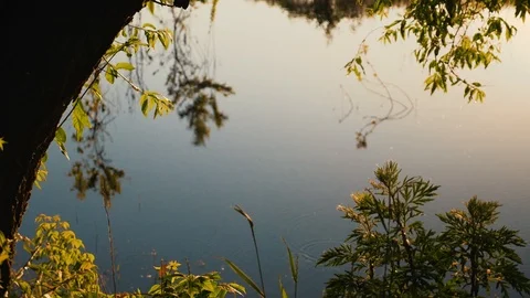 Spring forest landscape, from the side window of a car while driving. Slow Video stock 91929710