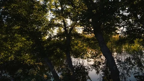 Spring forest landscape, from the side window of a car while driving. Slow Video stock 91929759