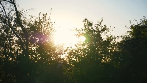 Spring forest landscape, from the side window of a car while driving. Slow Stock Footage 91929816
