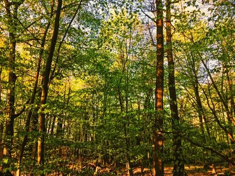 Spring forest landscape at sunset or sunrise Stock Photos