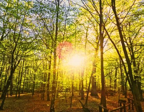 Spring forest landscape at sunset or sunrise Stock Photos