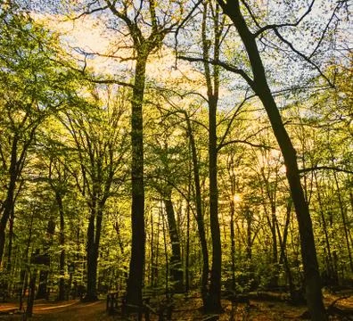 Spring forest landscape at sunset or sunrise Stock Photos