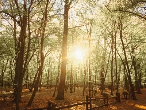 Spring forest landscape at sunset or sunrise Stock Photos