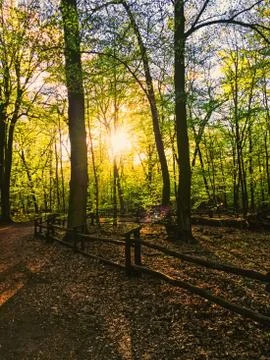 Spring forest landscape at sunset or sunrise Stock Photos